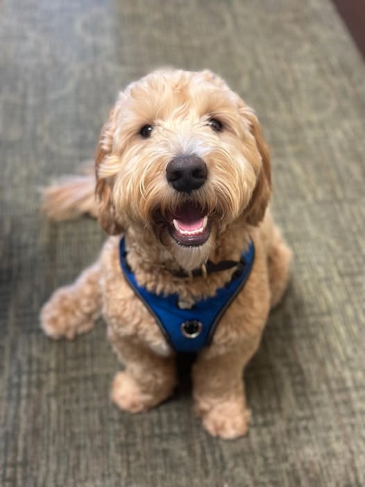 Tucker the Therapy Dog